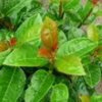 Prunus lauroserasus Antonius - Lovor višnja Antonius