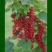 Ribes rubrum Jonkheer van Tets - Ribizla crvena Jonkheer van Tets