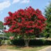 Lagerstroemia indica Red Rocket - Indijski jorgovan Red Rocket