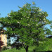 Robinia pseudoacacia – Bagrem