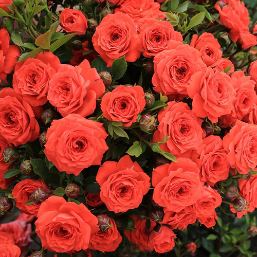 Minijaturna ruža Orange Jewel