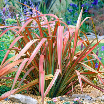 Phormium Jester - Formium Jester
