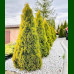 Thuja occidentalis Golden Smaragd - Zlatna smaragd tuja