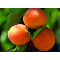 Kajsija Segedinski Mamut Kajsija Segedinski Mamut