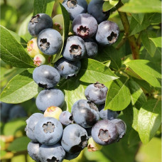 Vaccinium corymbosum Bluegold - Borovnica Bluegold
