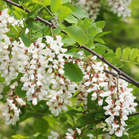 Robinia pseudoacacia – Bagrem