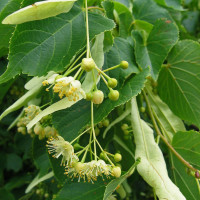 Tilia cordata – Sitnolisna lipa (Kasna lipa)