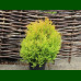 Thuja occidentalis Rheingold - Kuglasta tuja Rheingold