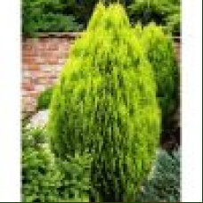 Thuja orientalis Aurea Nana - Istočna tuja Aurea Nana