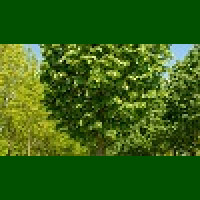 Tilia tomentosa Szeleste - Srebrnasta lipa Szeleste