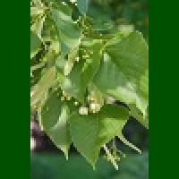 Tilia cordata Nova - Američka lipa Nova