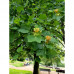 Liriodendron tulipifera-Tulipanovac