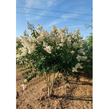 Lagerstroemia indica Natzhes - Indijski jorgovan Natzhes