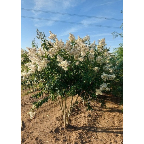 Lagerstroemia indica Natzhes - Indijski jorgovan Natzhes