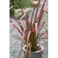 Phormium Evening Glow - Formium Evening Glow