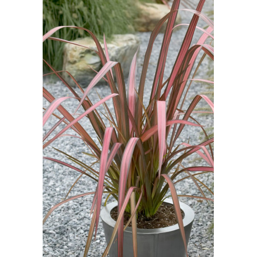 Phormium Evening Glow - Formium Evening Glow