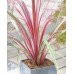 Cordyline australis Can Can - Kordilin Kan Kan