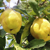 Dunja Hemus Dunja Hemus