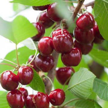 Trešnja Burlat Trešnja Burlat