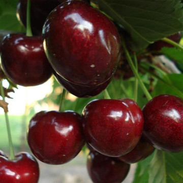 Trešnja Summit Trešnja Summit