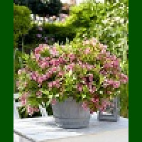 Weigela Picobella Rosa - Vajgela Picobella Rosa