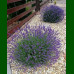 Lavandula angustifolia - Lavanda