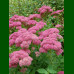 Sedum Herbstfreude - Debela koka