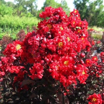 Lagertsroemia Black Diamonds Red Hot - Indijski jorgovan Red Hot