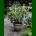 Prunus laurocerasus Herbergii - Lovor višnja Herbergii