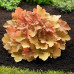 Heuchera Caramell - Hojhera Caramell