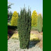 Taxus baccata Fastigiata Robusta - Stubasta tisa