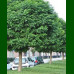 Robinia pseudoacacia Umbraculifera - Kuglasti bagrem