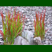 Imperata cylindrica Red Baron - Ukrasna trava Red Baron