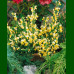 Cytisus Luna - Citisus Luna