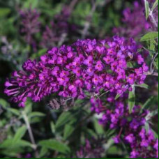 Buddleja davidii Nanho Purple - Letnji jorgovan Nanho Purple