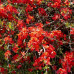 Chaenomeles superba Red Trail - Japanska dunja Red Trail