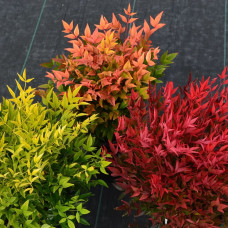Nandina domestica - Nandina