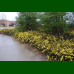 Jasminum nudiflorum - Zimski jasmin