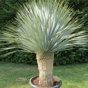 Yucca rostrata - Juka rostrata