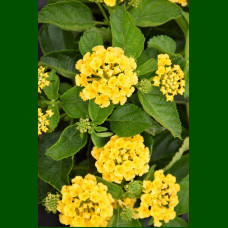 Lantana montevidensis Yellow - Puzava lantana Yellow 