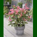 Photinia serratifolia Pink Crispy - Fotinija Pink Crispy