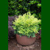 Nandina domestica Lemon Lime - Nandina Lemon Lime