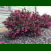 Weigela Florida Minor Black - Vajgela Minor Black