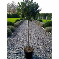 Ilex aquifolium - Ilex na štapu