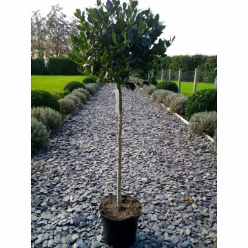Ilex aquifolium - Ilex na štapu