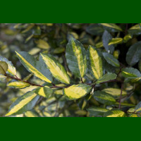 Elaeagnus pungens Maculata - Elaeagnus Maculata