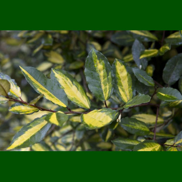 Elaeagnus pungens Maculata - Elaeagnus Maculata
