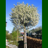 Prunus fruticosa Globosa  - Kalemljena višnja kuglaste krošnje