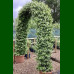 Trachelosperum jasminoides - Zimzeleni jasmin