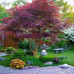 Acer Palmatum Atropurpureum - Japanski javor Atropurpureum